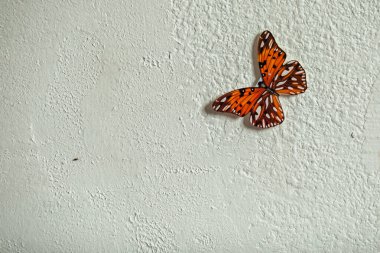 Beyaz duvarda kırmızı kelebek