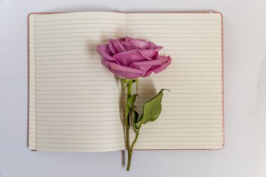 Pembe bir gül ve beyaz arka planda bir kitap..