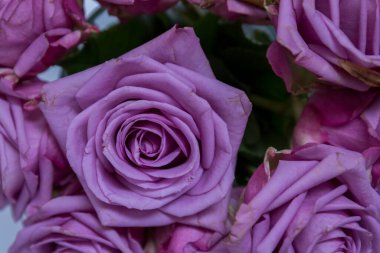 beyaz üzerine pembe Gül