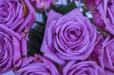 Güzel mor gül buketi