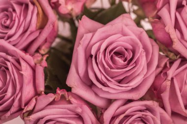 Beyaz arkaplanda pembe güller