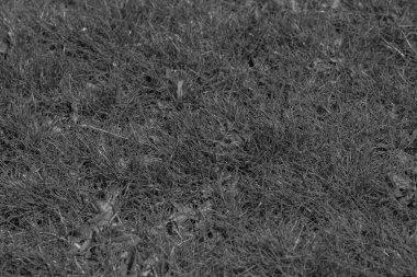 soyut grunge gri arkaplan