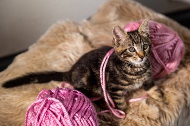 Örgü eşarplı bir kedi