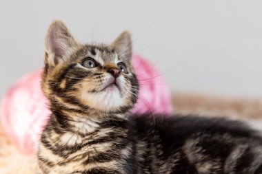 Odadaki sevimli kedi yavrusu.