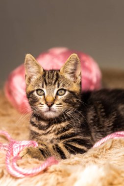 Şirin tekir kedi evdeki kanepede yatıyor.