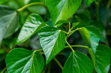 Taze yeşil fesleğen yaprağını kapat