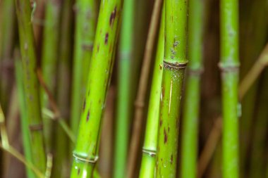 Yeşil bambu saplarını kapatın.