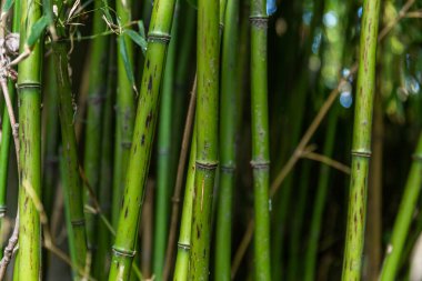 yeşil bambu doğada
