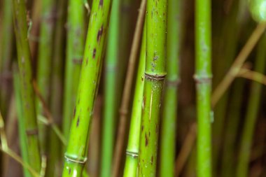 Yakın çekim - yeşil bambu