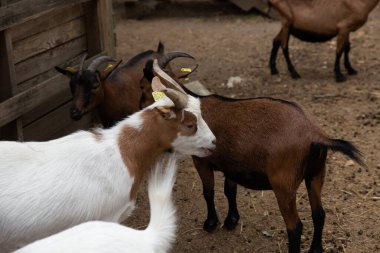 Çiftlikte bir keçi sürüsü