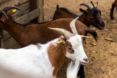 Çiftlikteki keçiler