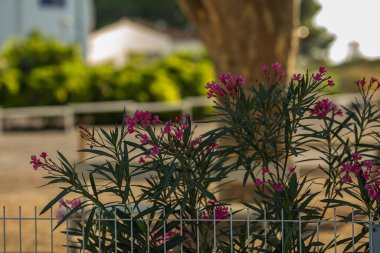 güzel çiçeklerin yakın görünümü