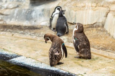 Gündüz vakti hayvanat bahçesindeki Afrikalı bir penguenin yakın plan fotoğrafı.