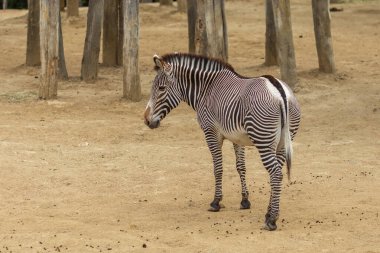 doğada Zebra.