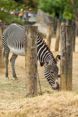Zebra hayvanat bahçesinde