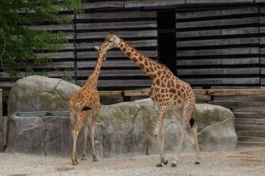 Bir zürafa ayakta duruyor ve otları yiyor.