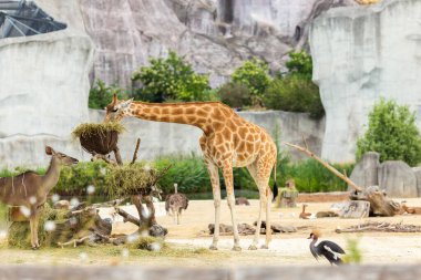 Hayvanat bahçesindeki zürafa. Hayvanat bahçesi. Hayvanları. Şehirde hayvanat bahçesi