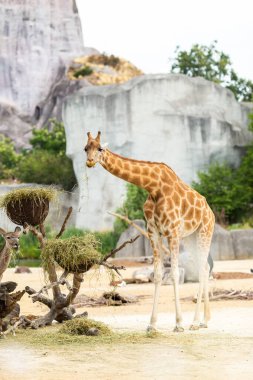 Hayvanat bahçesindeki zürafa. Zürafa. Hayvanat bahçesindeki zürafa.