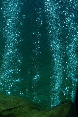 Deniz dibinden sualtı görüntüsü