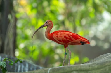 Kırmızı başlı aynak (echinatmus eber), kuş olarak da bilinir..