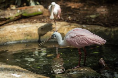 Hayvanat bahçesinde bir kuş