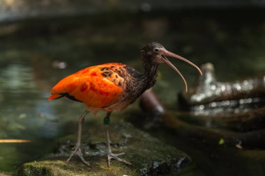 güzel kırmızı - kanatlı kuş, turuncu kuş, (phoenrurururururuus) dal üzerinde, turuncu arka plan