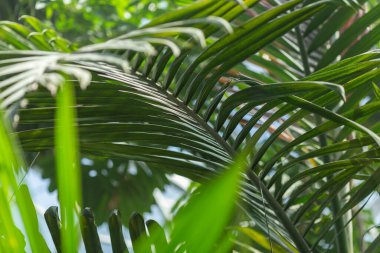 Tropikal yapraklar, yakın görüş