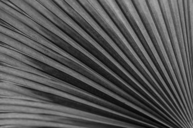 siyah ve beyaz palmiye yaprağı dokusu