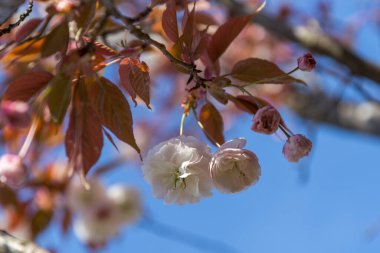Japonya 'da kiraz çiçekleri, Tokyo