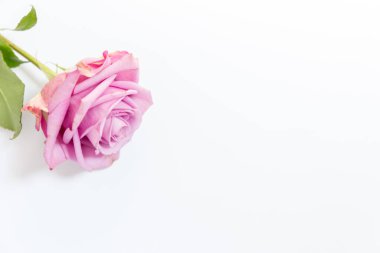 Beyaz arkaplanda güzel bir gül