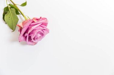 Beyaz arkaplanda beyaz pembe ve mor güller