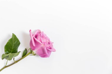 Beyaz arka planda güzel pembe güller