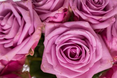 Farklı renklerde güzel taze güller..