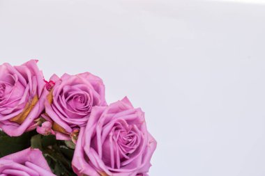 Beyaz arka planda güzel güller.