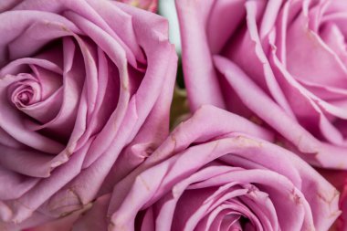 Beyaz arka planda güzel güller