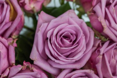 Bahçedeki güzel çiçekler