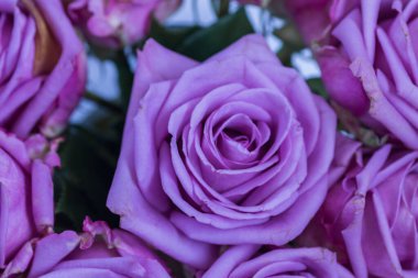 Güllerin güzel çiçekleri. Kapat - - kapat