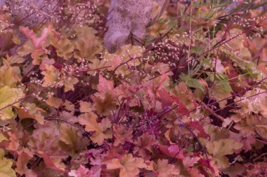 arkaplan sonbahar yaprakları, kırmızı sonbahar renkleri