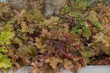 Parkta renkli sonbahar yaprakları