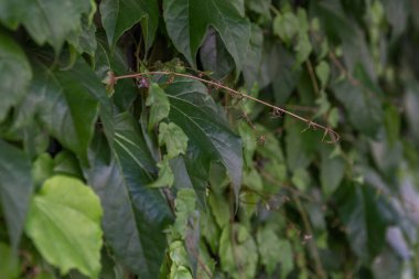 Bahçedeki sarmaşık yaprağı, dera, dera, hedera hedera, greece