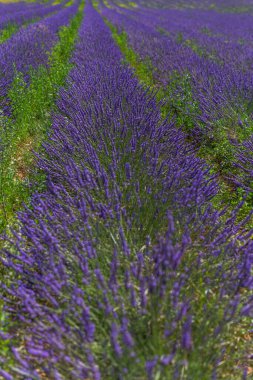 Lavanta tarlası, Provence, Fransa.