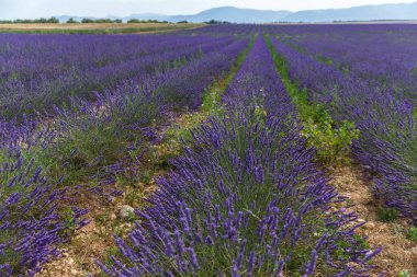 Yazın lavanta tarlası, Provence, Güney Fransa, Fransa