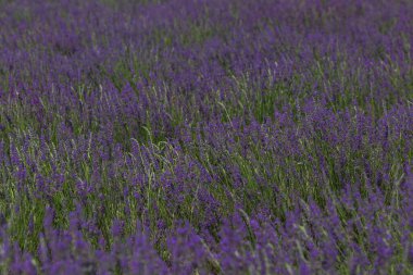 Lavanta tarlası. Güzel mor çiçekler