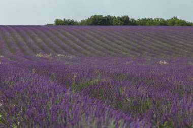 Provence, Valensole, Fransa 'daki lavanta tarlaları