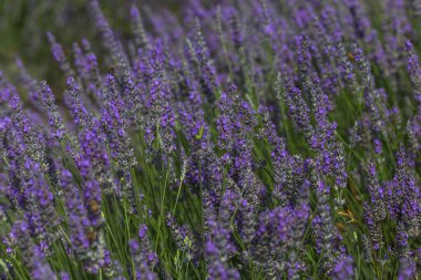 Tarlada güzel lavanta çiçekleri