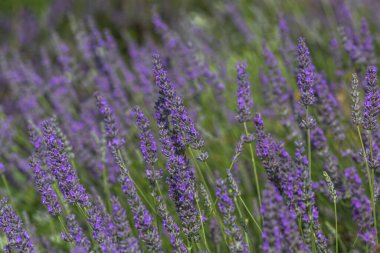 Tarlada lavanta çiçekleri