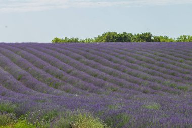 Lavanta tarlası, Fransa, Provence 'de sıra sıra lavanta