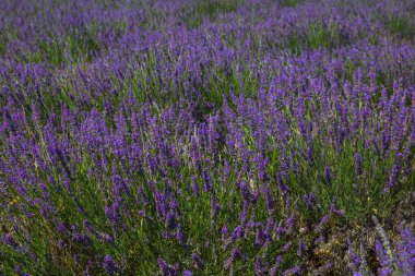 Provence lavanta tarlaları