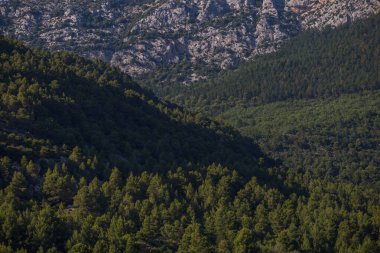 Kayalık bir dağdaki ağaçların ve çalıların yüksek açılı görüntüsü.