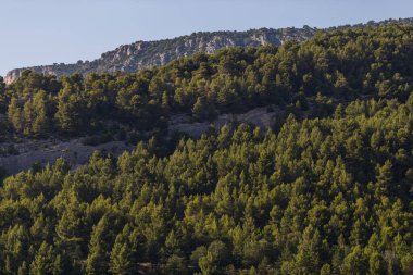Çam ormanının ortasında kayalık bir dağın dikey görüntüsü.